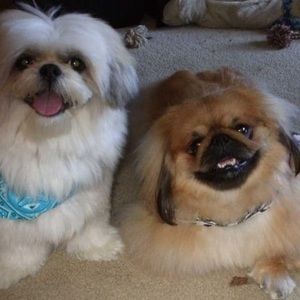 Meet your Posher, Diane